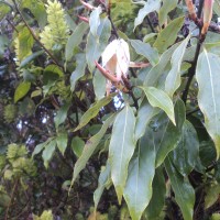 Neolitsea fuscata (Thwaites) Alston